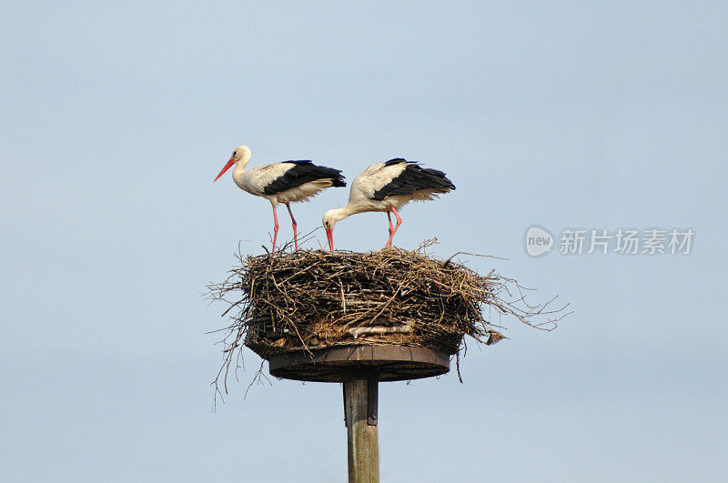 一对白鹳(Ciconia Ciconia)在筑巢